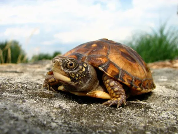 An eastern box turtle with its distinctive domed shell and orange markings
