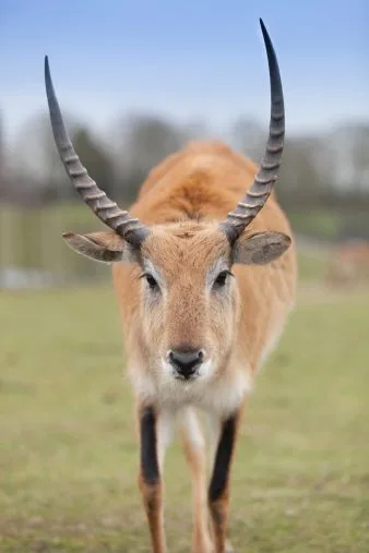 Lechwe antelope