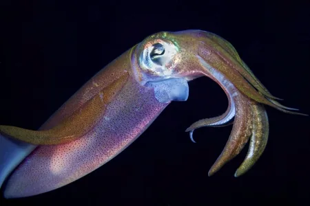 A colorful squid in the open ocean, its suckers and sensitive skin used to detect chemical signals in the water