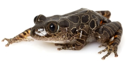 Red-legged running frog - Kassina maculata