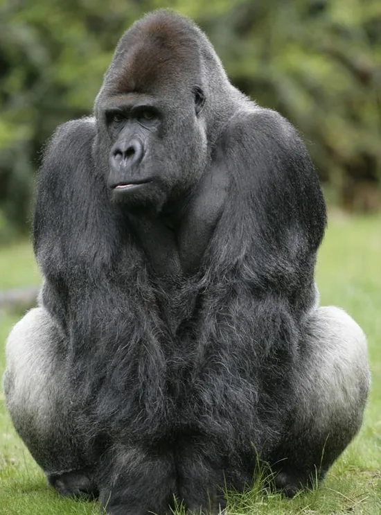 A western lowland gorilla resting