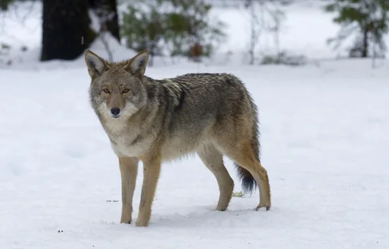 Central American coyote in snowy setting