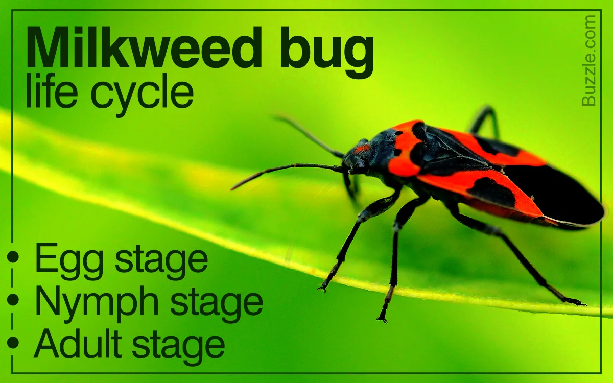 Milkweed bug life cycle, adult bugs on a milkweed plant