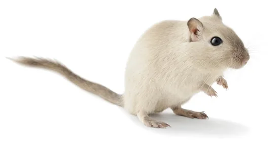 Cute Little Gerbil rat