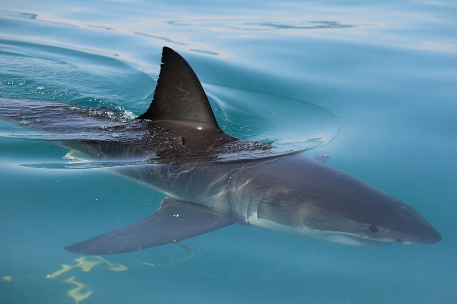 Great white shark showing gray dorsal surface