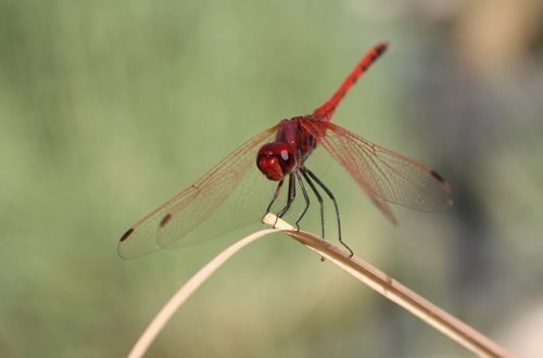 Red desert dragonfly