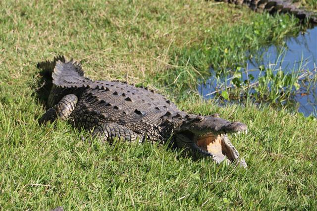 Crocodile with mouth open wide