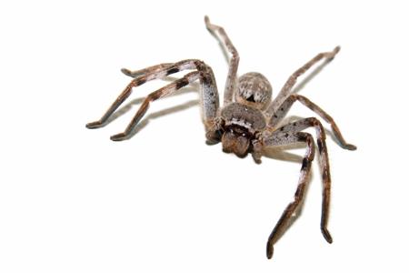 A giant huntsman spider photographed in a dark cave showing its enormous crab-like legs