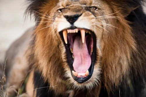 Lion with open mouth growling, showing powerful canine teeth
