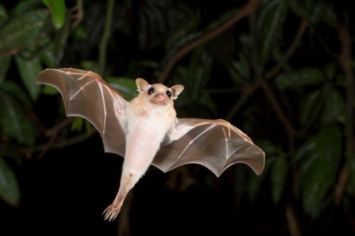 Dwarf epauletted fruit bat