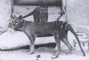 Thylacine (Tasmanian tiger), a striped marsupial that resembled a wolf