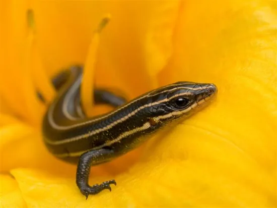 Skinks (Scincidae)