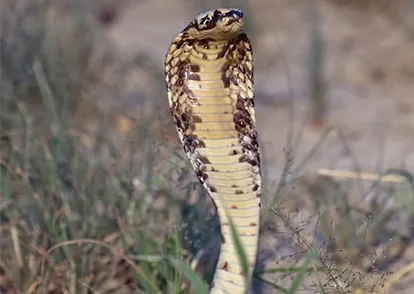 Sand cobra, a slender desert snake