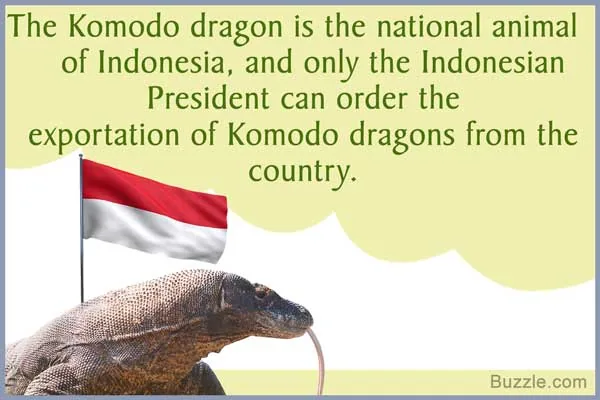 The Komodo dragon, national animal of Indonesia