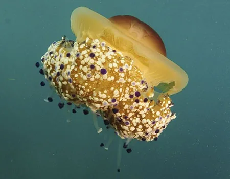 Fried egg jellyfish, with its distinctive yellow center that looks like a fried egg