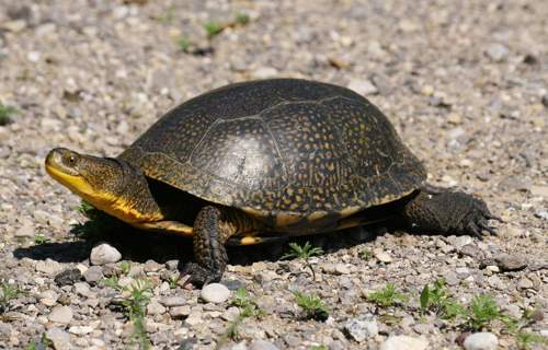 An endangered Blanding's turtle