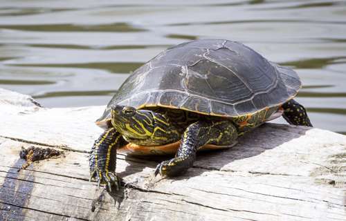 Painted turtle resting on a log