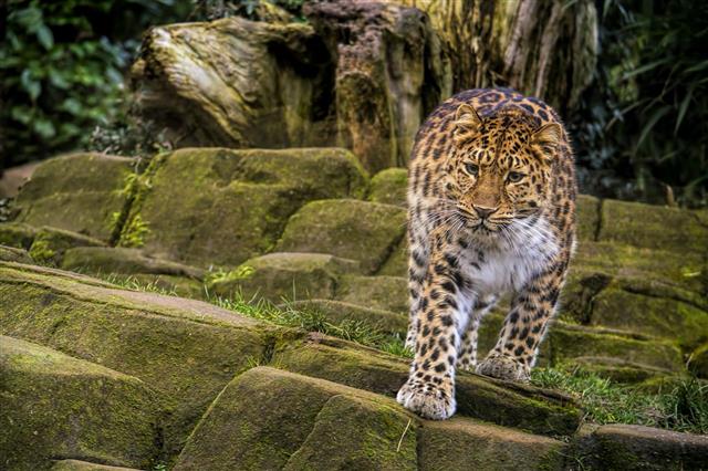 Jaguar in the wild, powerful jaw visible