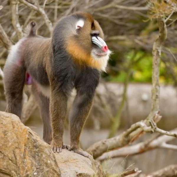 Male mandrill showing vivid facial coloring and prominent muzzle