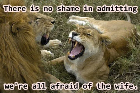 Scary wife lioness
