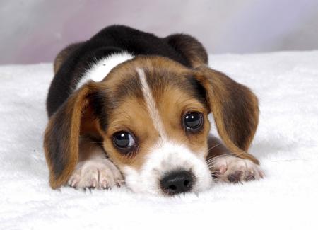 Beagle puppy