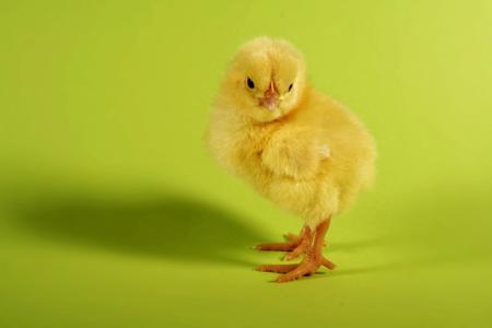 Little chicken