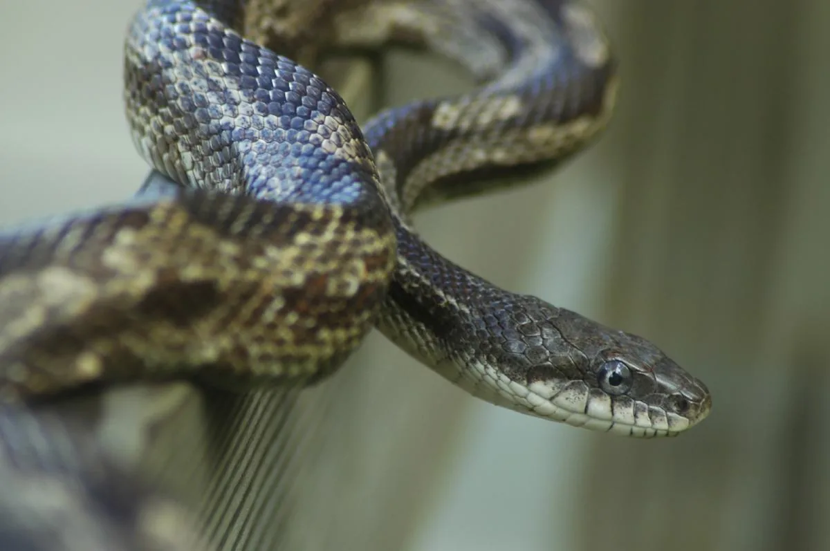 Gray Rat Snake showing gray body with large dark brown spots