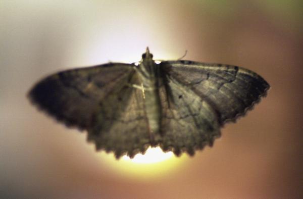 Close-up of a moth resting with wings closed, brown and intricate