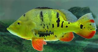 Peacock bass