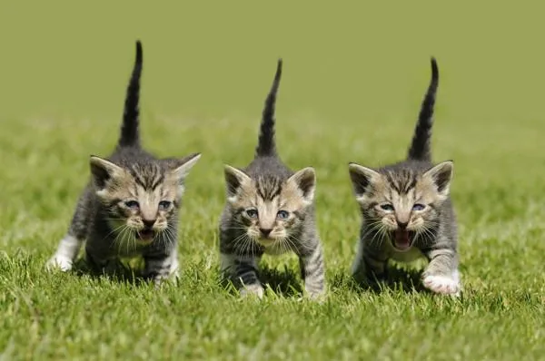 Kittens in garden