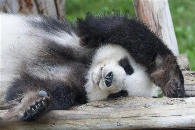 A giant panda, often confused with the red panda due to their shared name