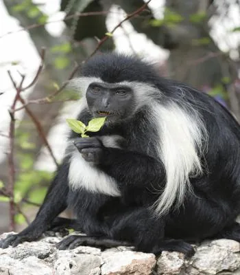 Colobus monkey eating leaves in a tree