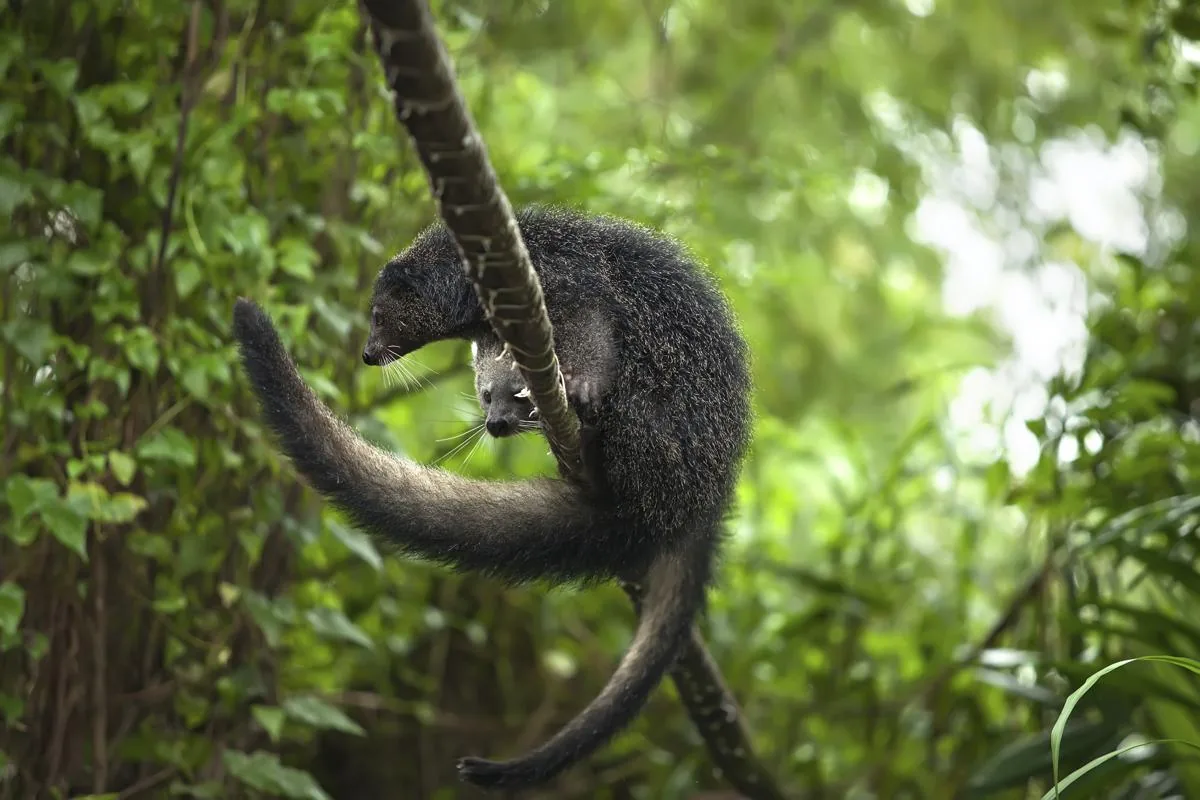 Binturong (bearcat)