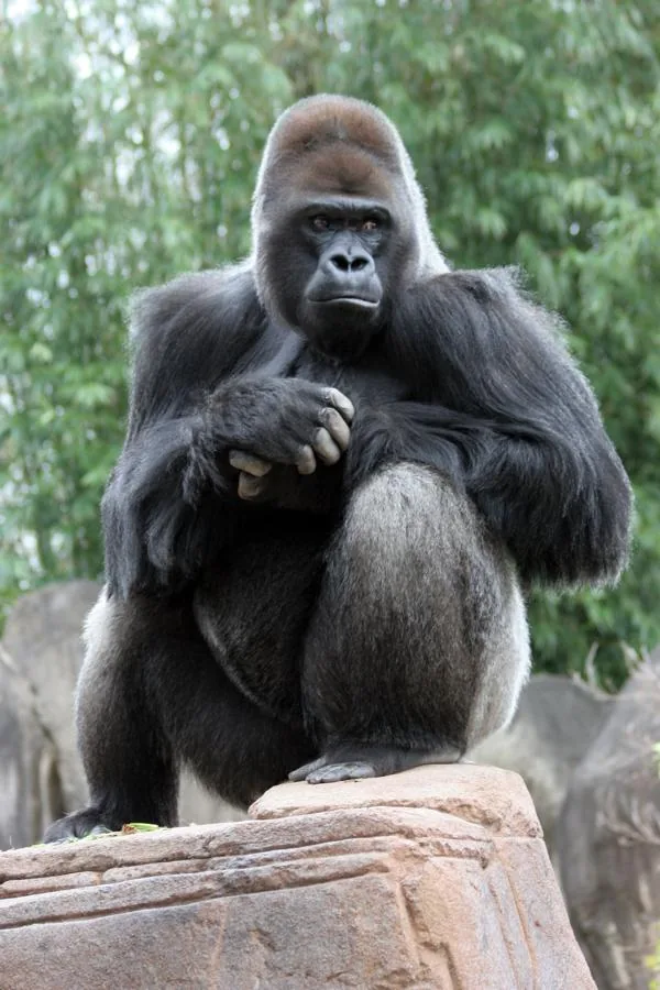 Silverback Gorilla in the forest