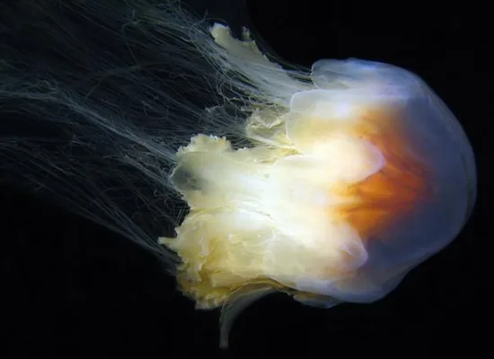 Lion's Mane Jellyfish
