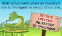 How Snakes Digest Their Food