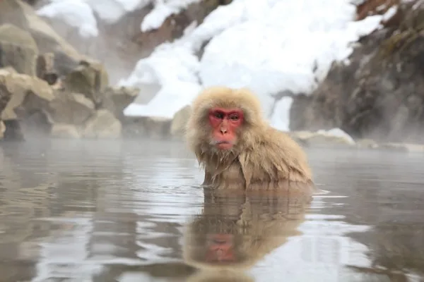 A Japanese macaque (snow monkey) sitting in a snow-covered landscape in Nagano, Japan