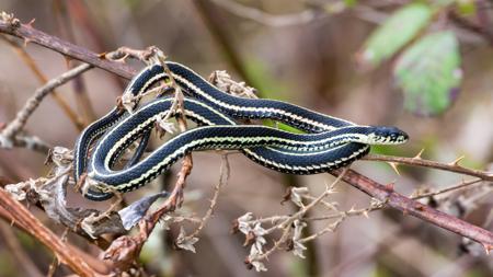 A garter snake on a tree branch, showing its distinctive longitudinal stripes.