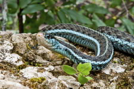 Bluestripe Garter Snake, a blue-colored animal