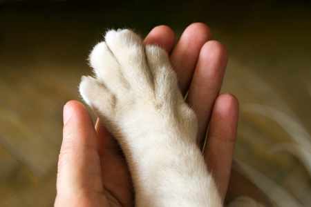 How to care for animals, children learning about kindness to animals.