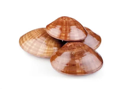 Smooth Clam, glossy, creamy-white shell with brown tinges