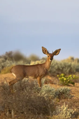 Steenbok in woodland
