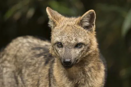 Crab-eating fox (Cerdocyon thous) foraging in South America