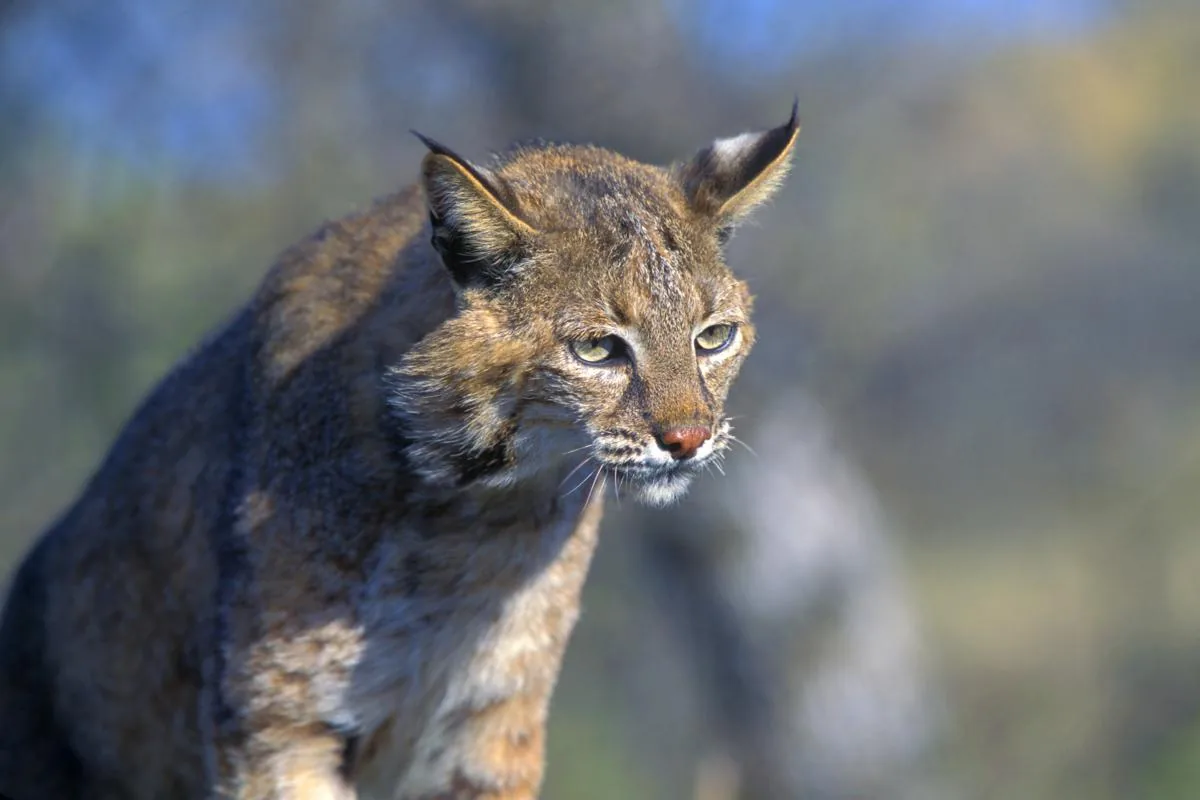 Bobcat crouching among leaves in a deciduous woodland
