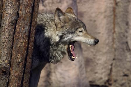 A steppe wolf, a subspecies found across the Eurasian grasslands