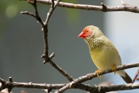 Star Finch (Neochmia ruficauda ruficauda)