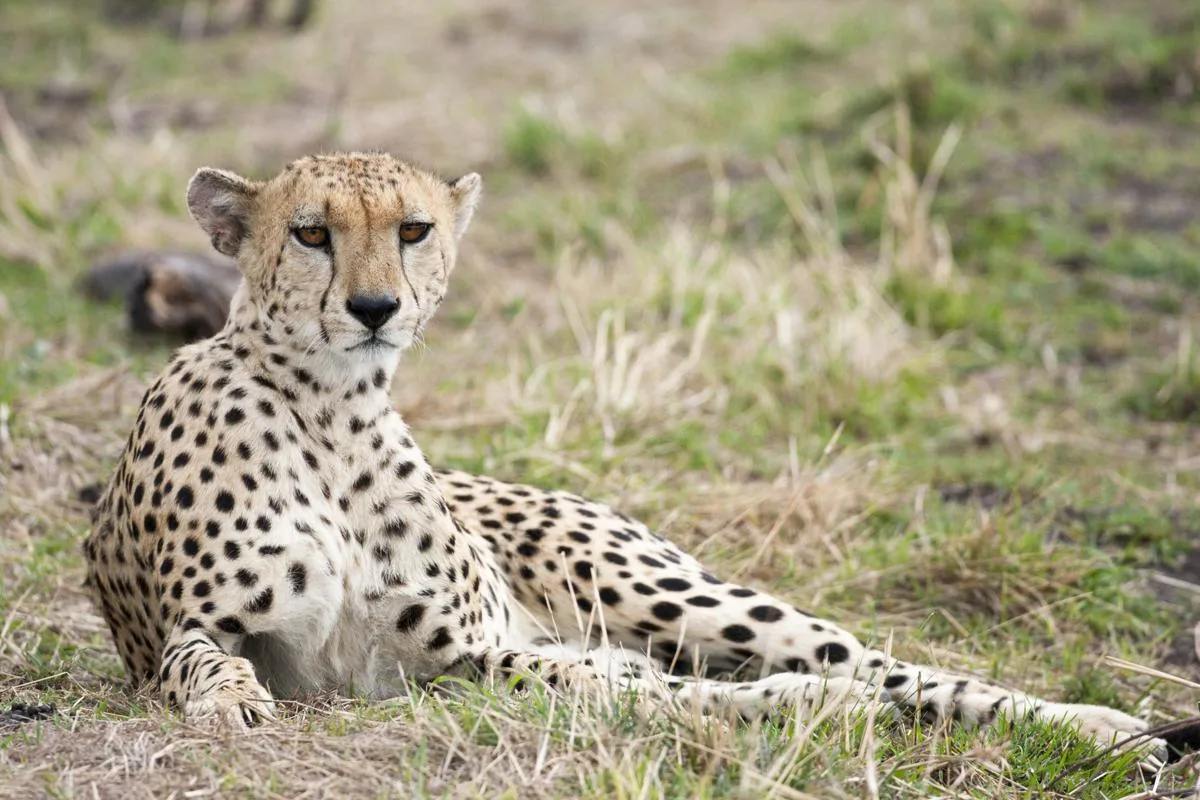 A cheetah showing its slim, streamlined, lightweight body