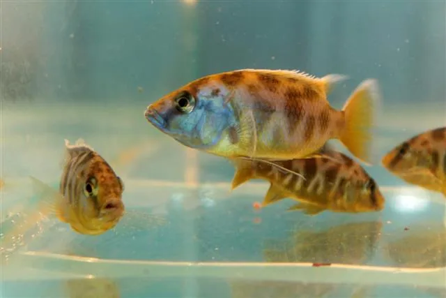 Nimbochromis venustus (Venustus Hap)