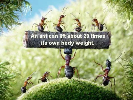 An ant carrying a large seed fragment many times its own size