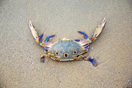 A horseshoe-shaped Horse Crab on a beach, the most widely eaten crab species on Earth